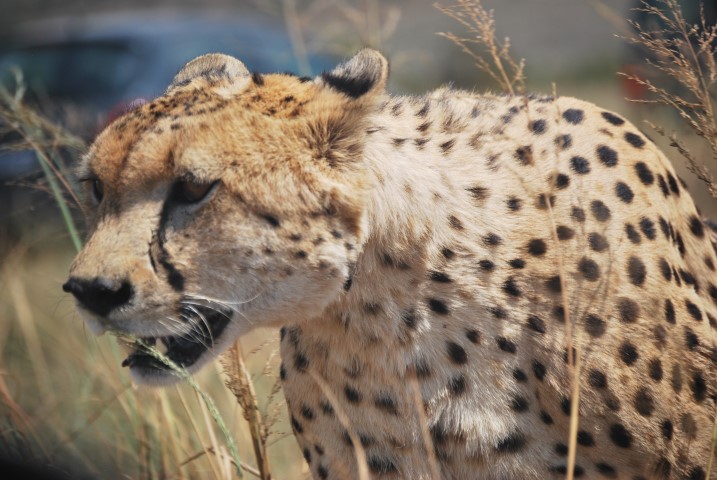 Cheetah